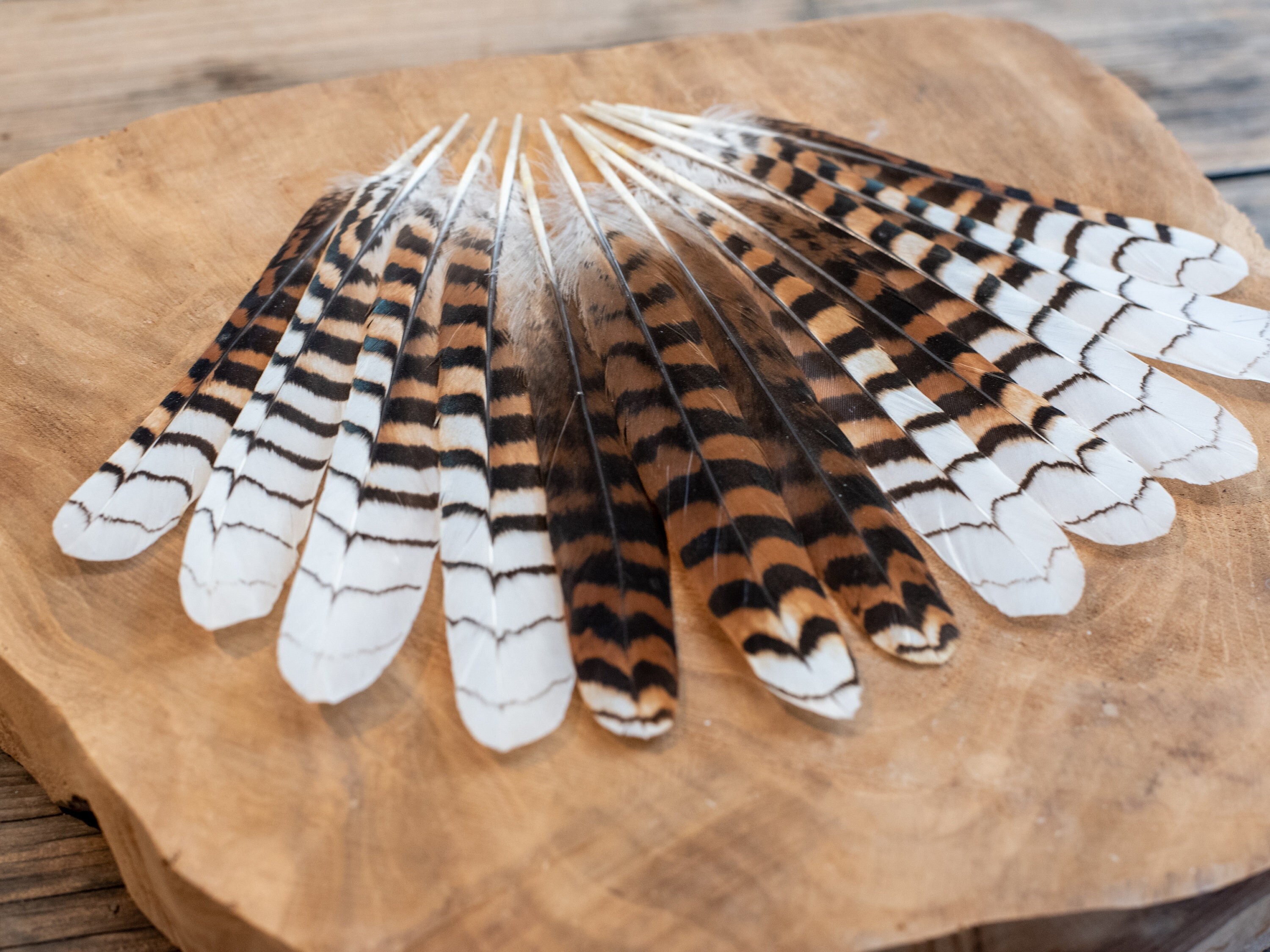 RARE Kookaburra Tail Feathers Striped Black Brown White Etsy