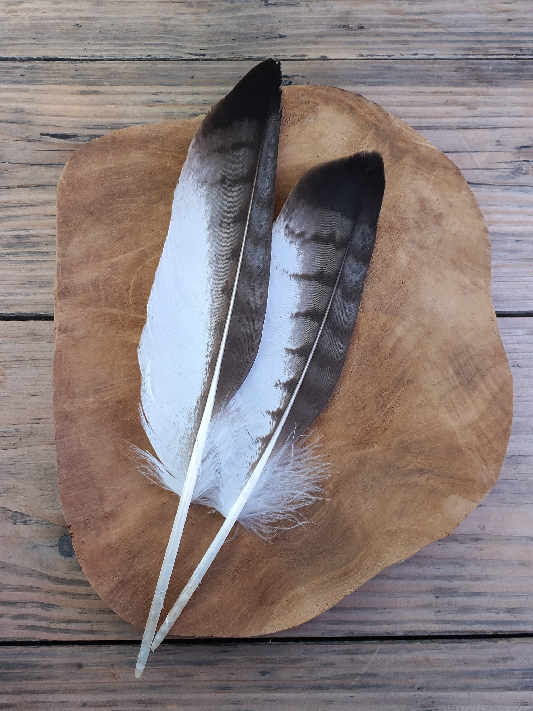 Large WHITE Rhea Wing Feathers, Natural Colour, Long Craft Art Quill, 16 20  Inches Long 