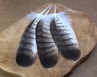 Plumas de halcón de ave rapaz / Libre de crueldad / Procedente éticamente de muda natural