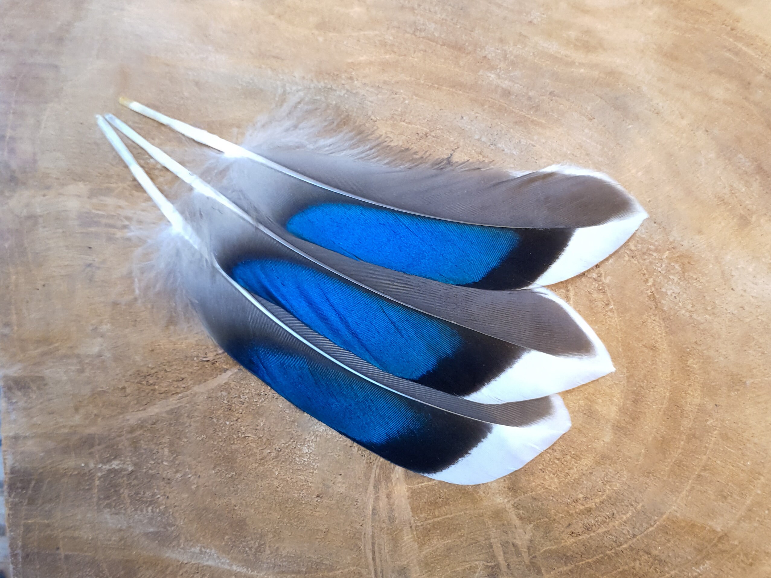 Duck Wing Feathers, Mallard Natural Colors Ethically Sourced - Etsy