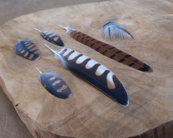 7PCS Rare feathers | American kestrel | Ethically sourced from natural molt