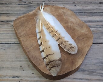 XL Siberian eagle owl feathers | Cruelty free | Collected from natural molt