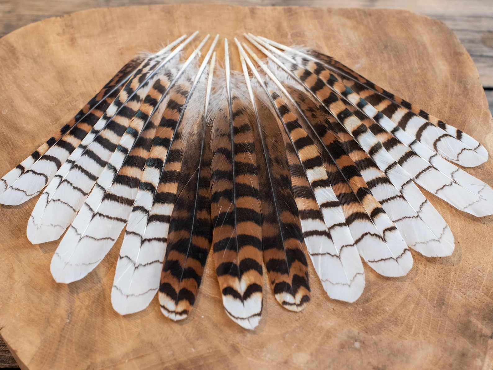 RARE Kookaburra Tail Feathers Striped Black Brown White Etsy