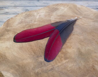 Turaco wing feathers B-grade | Natural red | Ethically sourced from natural molt