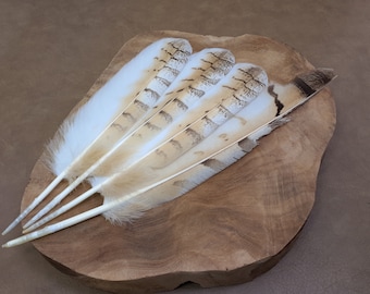 XL Siberian eagle owl feathers | Cruelty free | Collected from natural molt