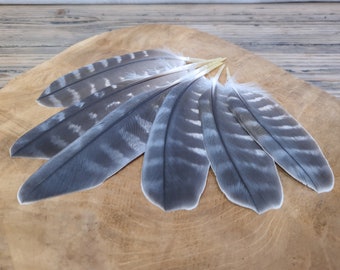 Special feathers | Falcon | Cruelty free | Ethically sourced from natural molt