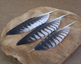 Special feathers | Falcon | Cruelty free | Ethically sourced from natural molt