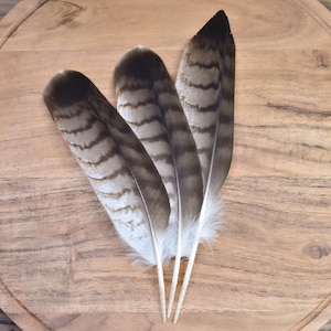 Könnte beinhalten: Drei Vogelfedern in Fächerform angeordnet, jede mit einem ausgeprägten Muster aus dunkelbraunen Querstreifen auf einem helleren beigen und cremefarbenen Hintergrund, mit weißem Flaum an der Basis der Kiele und spitz zulaufenden Enden.