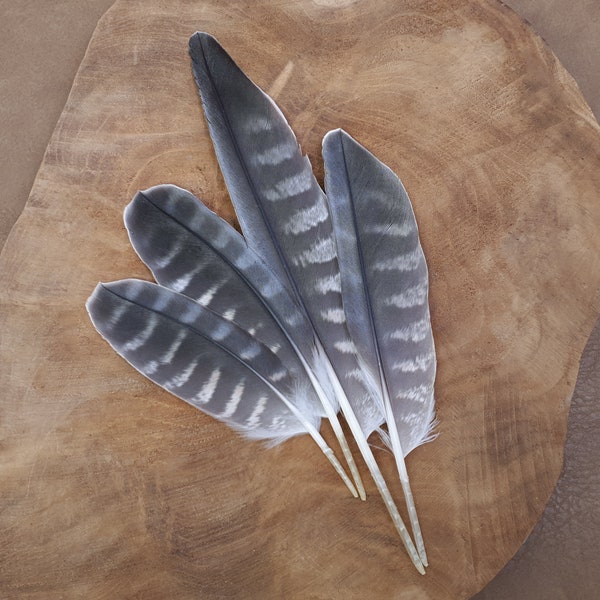 Special feathers | Falcon | Cruelty free | Ethically sourced from natural molt