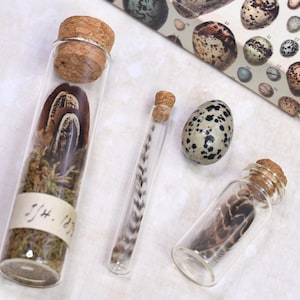 May include: A display of natural history items, featuring feathers and an egg in glass vials with cork closures. The vials hold feathers and moss. A speckled egg and a box with egg illustrations are also visible.