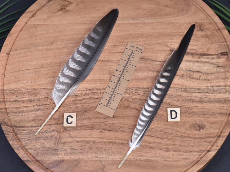 Long Striped Wing Feathers | Large Grey Blue | Ethically Sourced Craft ...