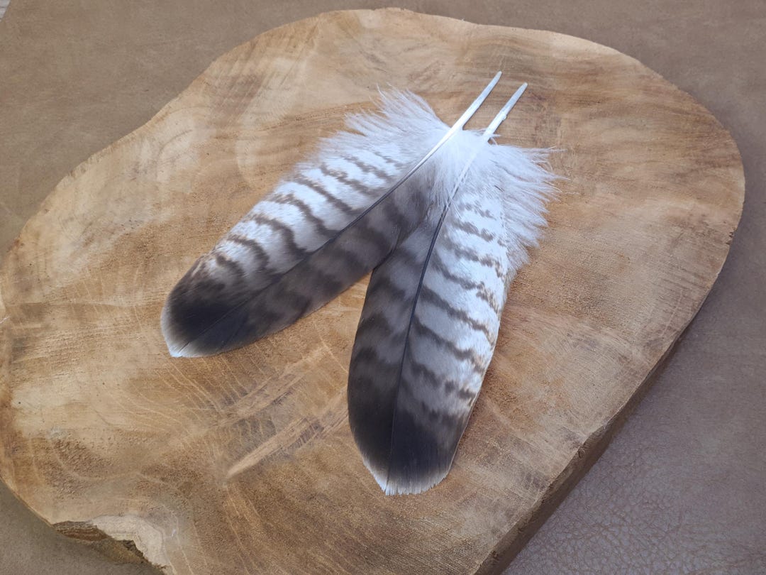 Small Raptor Feather 2PCS Raptor Bird Hawk Feather Pack Cruelty Free Ethically Sourced From ...