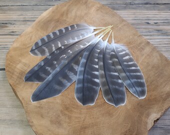 Special feathers | Falcon | Cruelty free | Ethically sourced from natural molt