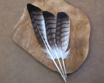 XL Raptor bird hawk feathers | Cruelty free | Ethically sourced from natural molt