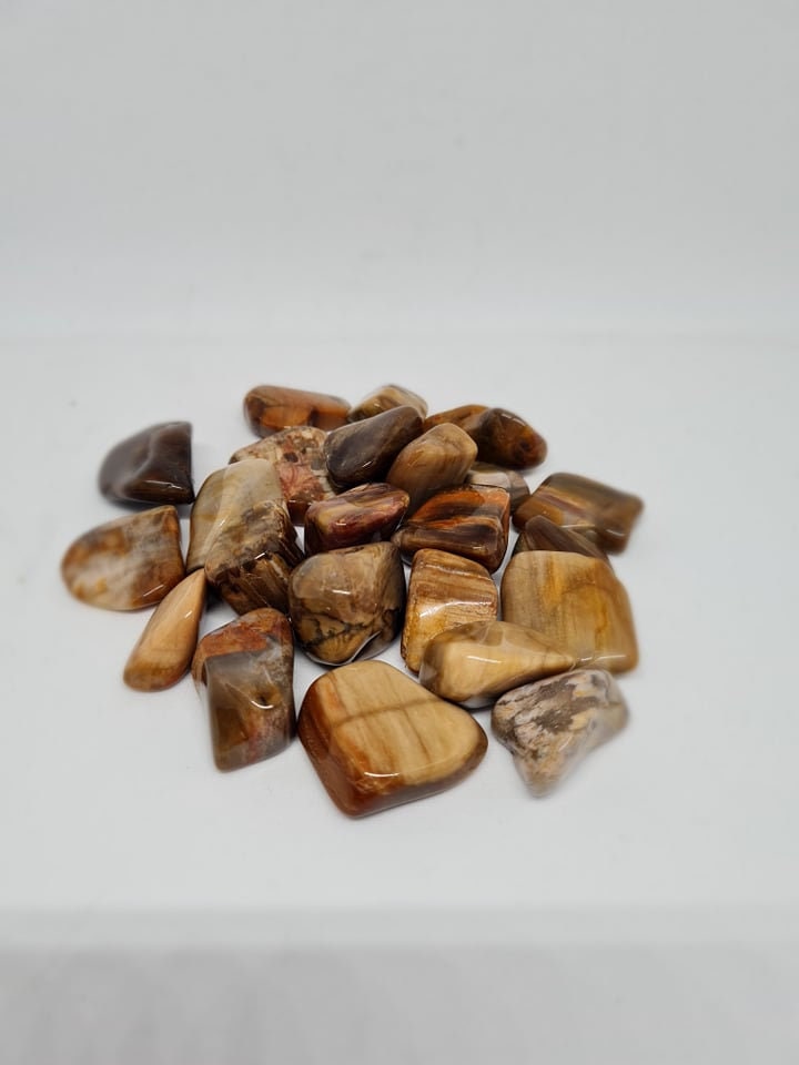 Bois Fossile Qualité A 20 à 30mm