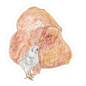 May include: A watercolor illustration of a brown hen with a red comb and wattle, protecting a white chick under her wing.