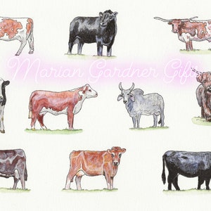 Cow Fine Art Print. 11”x14”. Cow lover gift,artisan,farmhouse decor,nursery room,watercolor art,cattle breeds,Jersey,Longhorn,Highland