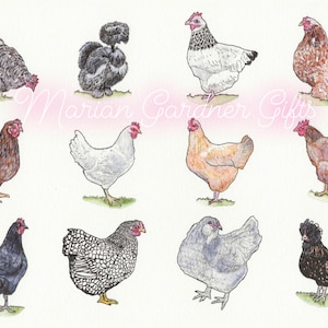 Chicken Fine Art Print. 11”x14”. Chicken lover gift,artisan,farmhouse decor,nursery room,watercolor art,chicken breeds,poultry lover