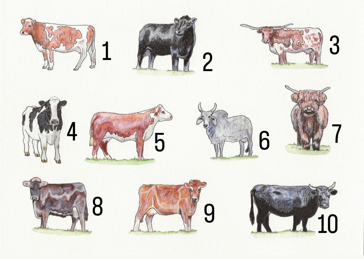 Cow Sticker Pack.handmade Artwork. Collectible Cow Stickers. Laptop ...