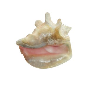 Large Natural Conch Sea Shell Coastal Beach Home Decor Craft Nautical Seashell