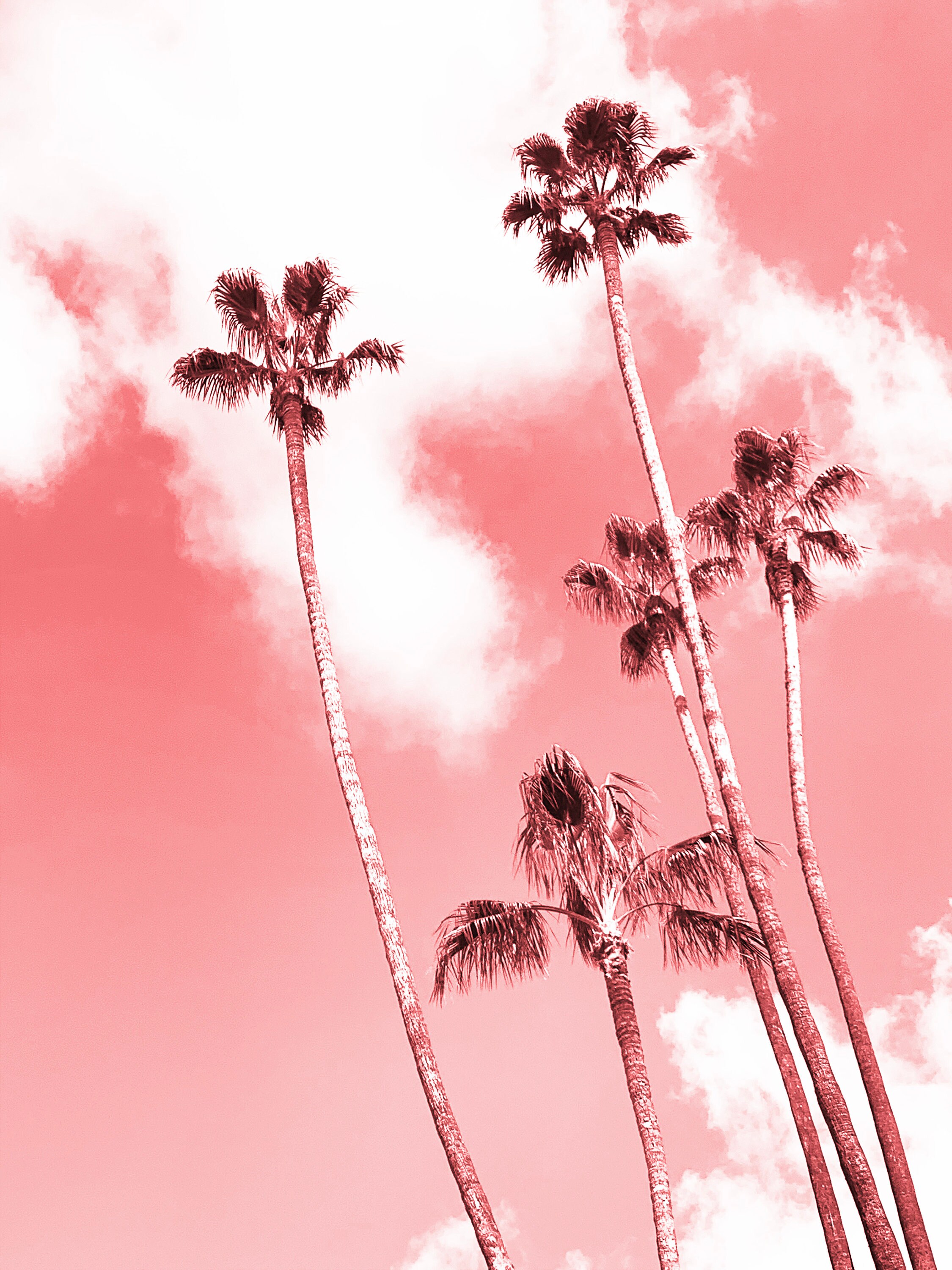 Palm Tree Prints Set of 3 Etsy