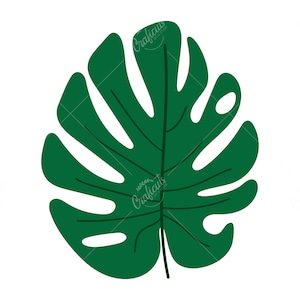 May include: A single green monstera leaf against a white background.