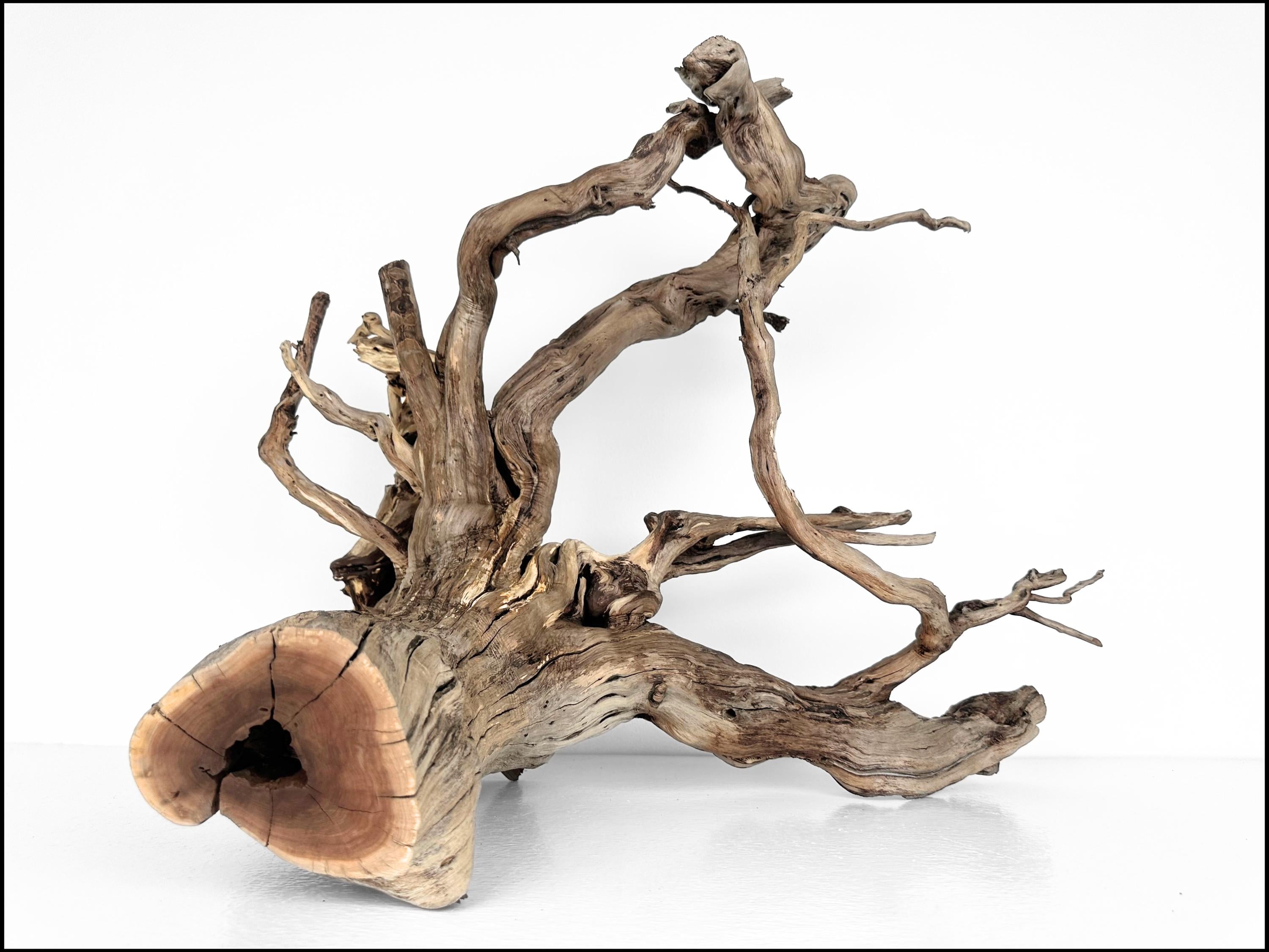 XL Manzanita Aquarium Driftwood: 27