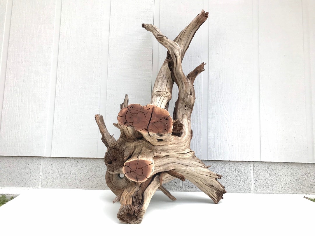 39 Manzanita Base With Stumps and Roots, Manzanita Planter, Large