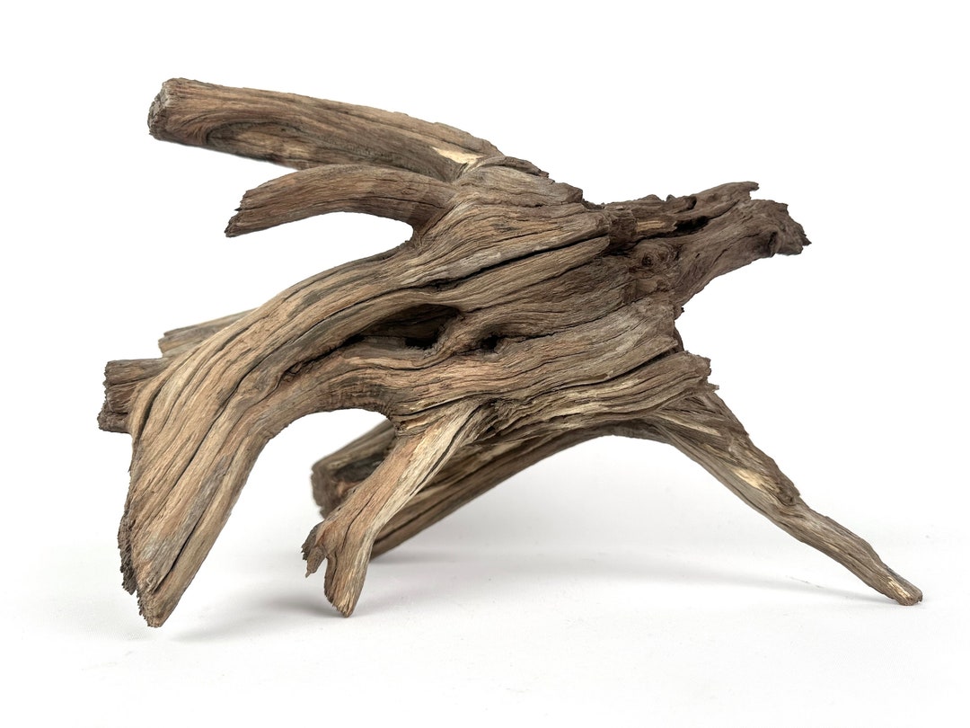 13 Manzanita Base With Roots, Aquarium Wood, Terrarium Tank Decor