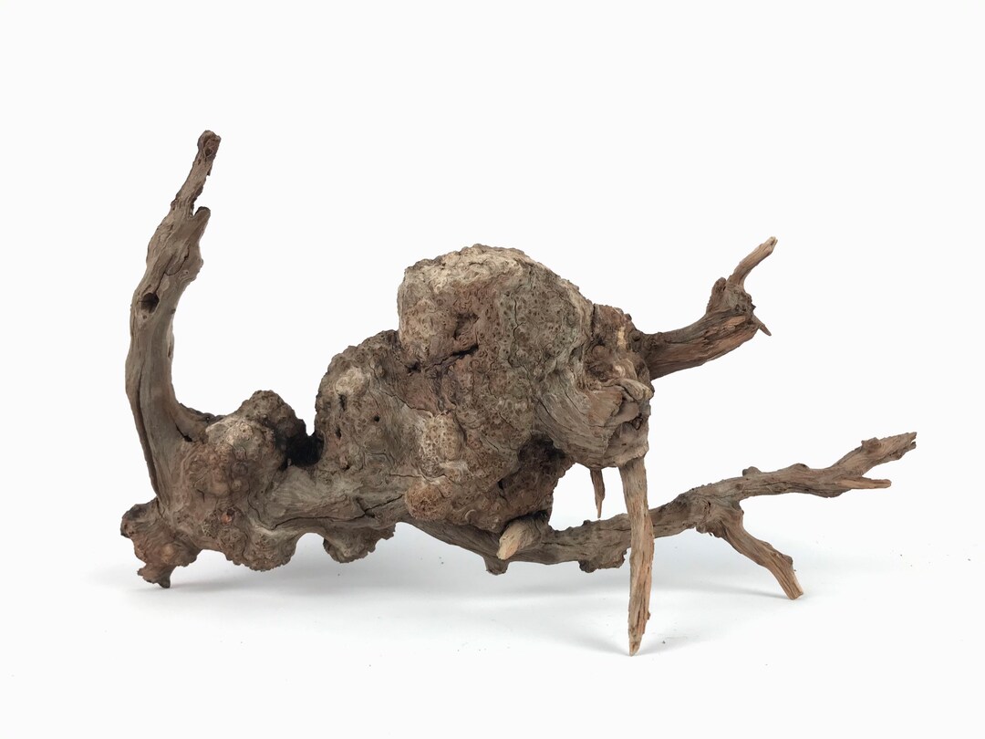 15 Manzanita Burl, Aquarium Driftwood Centerpiece, Aquariums & Tank