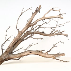 26 inch Aquarium Driftwood Manzanita Branch | Natural Hardscape Aquascape Decor | Planted Tank Botanical Wood