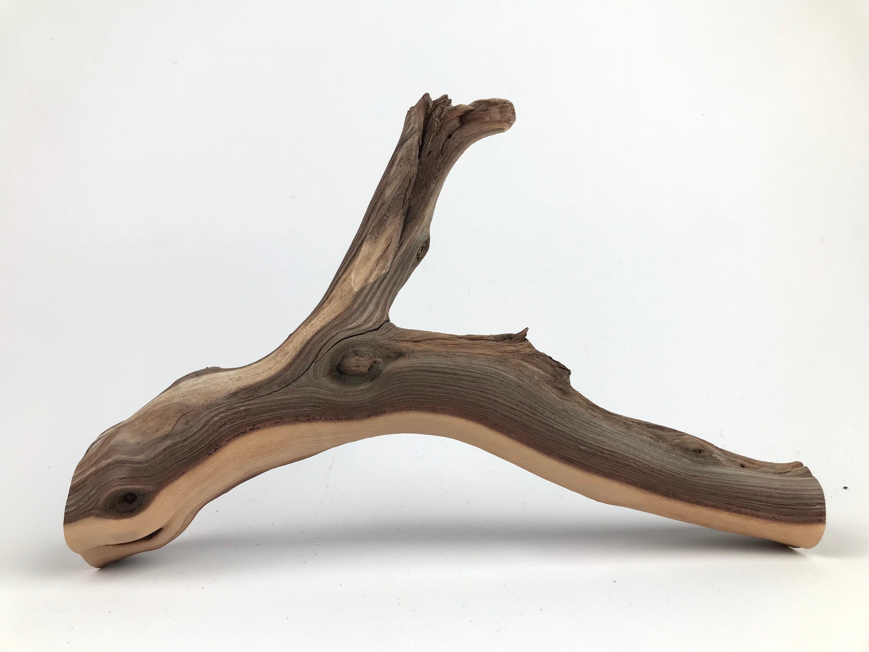 reptile wood in aquarium