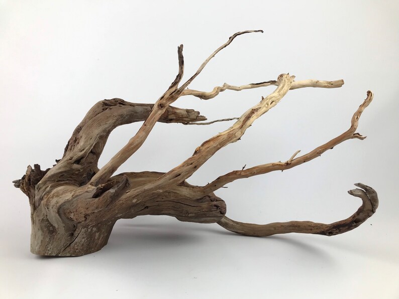 21 Manzanita Base With Roots Manzanita Centerpiece Etsy