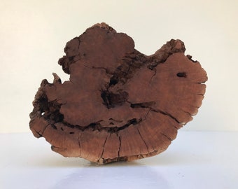 Manzanita Burl Wood: 7" Aquarium Driftwood, Terrarium Decor