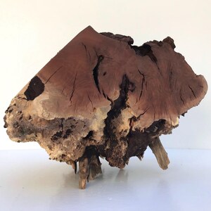Aquascape Hardscape Manzanita 12 inch | Nature Aquarium Wood | Planted Fish Tank Decoration | Air Plant Mounting Driftwood