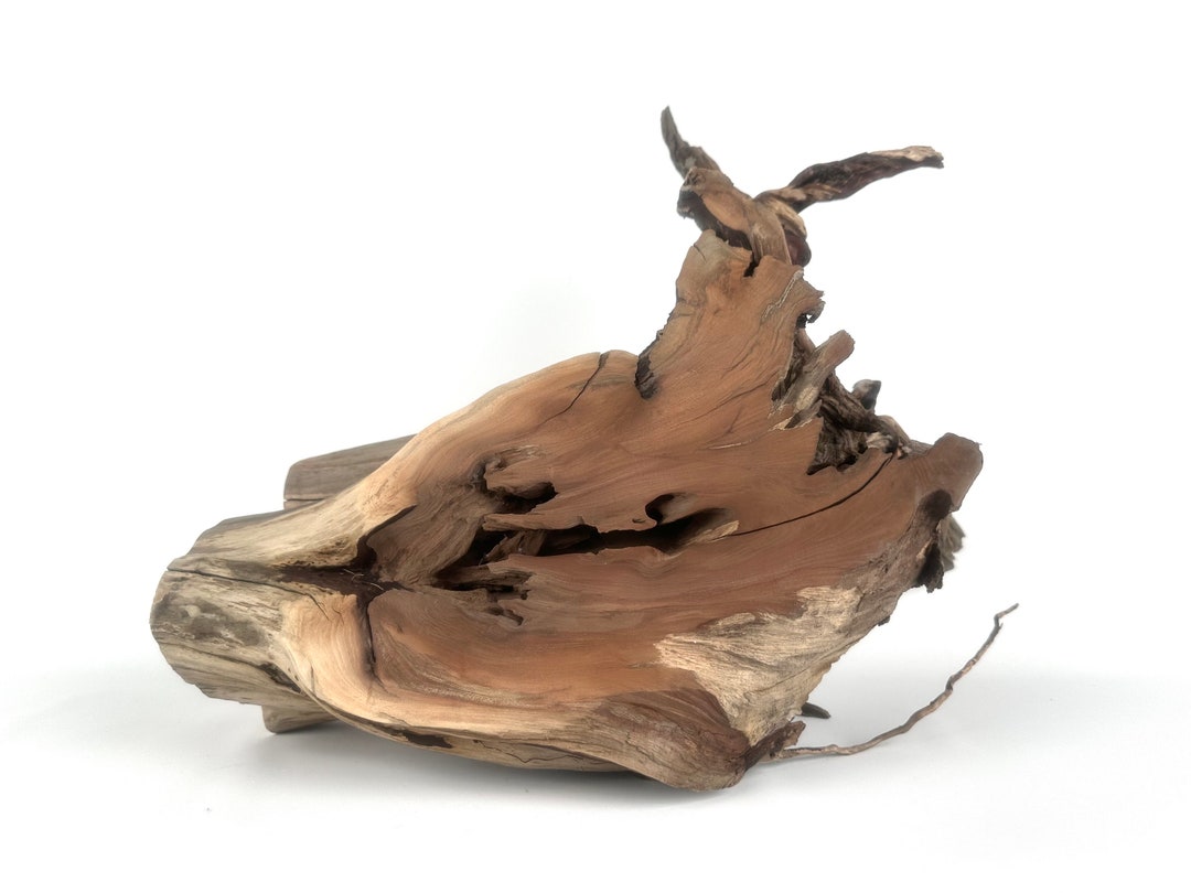 18 Manzanita Stump With Roots, Manzanita Centerpiece, Aquarium