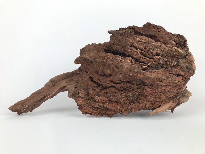 14 Manzanita Burl With Root Aquarium Driftwood Etsy