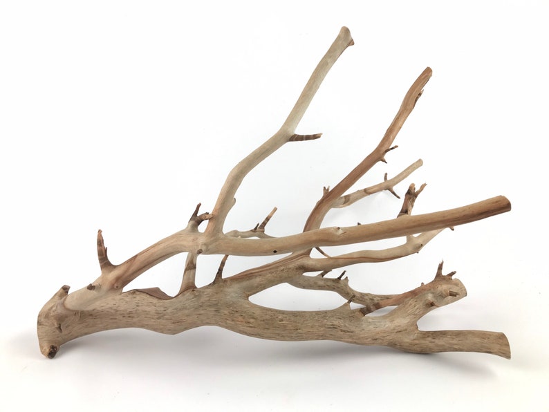 15 Manzanita Branch Driftwood Manzanita Wood Aquarium Etsy