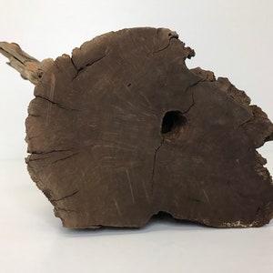 7&quot; Natural Manzanita Driftwood Burl | Aquarium Hardscape | Air Plant Terrarium Wood Decoration | Aquascaping Material