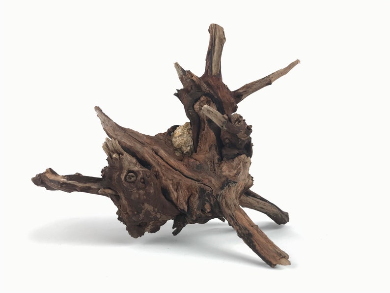 9 Manzanita Burl With Roots Aquarium Driftwood Etsy