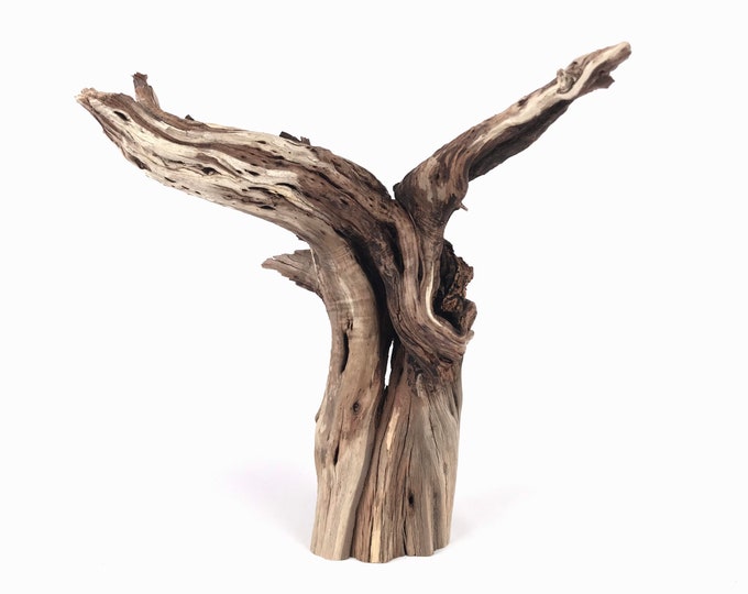 13 Manzanita Stump With Roots, Aquarium Driftwood Centerpiece, Manzanita Driftwood, Aquariums