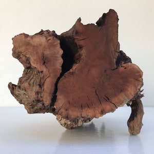 Manzanita Burl 9 inch | Aquarium Driftwood Natural Wood Decor | Live Vivarium Design