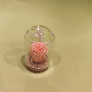 mini glass bell and its eternal rose