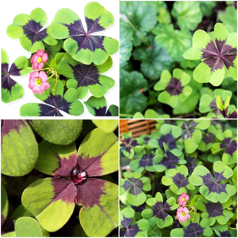Oxalis Tetraphylla 'iron Cross' Bulbs Good Luck Etsy