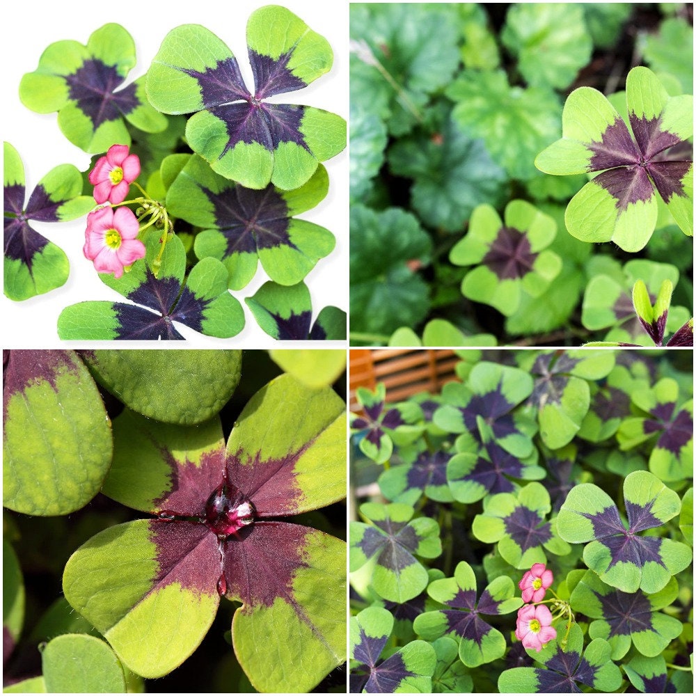 Oxalis Tetraphylla 'Iron Cross' Bulbs Good Luck | Etsy