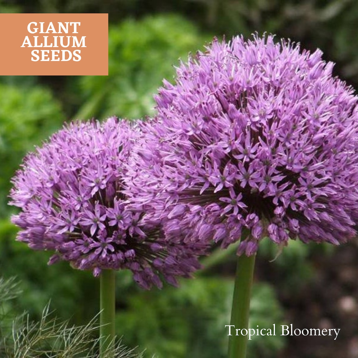 PURPLE GIANT ALLIUM Seeds Decorative Diy Gardening plant Etsy