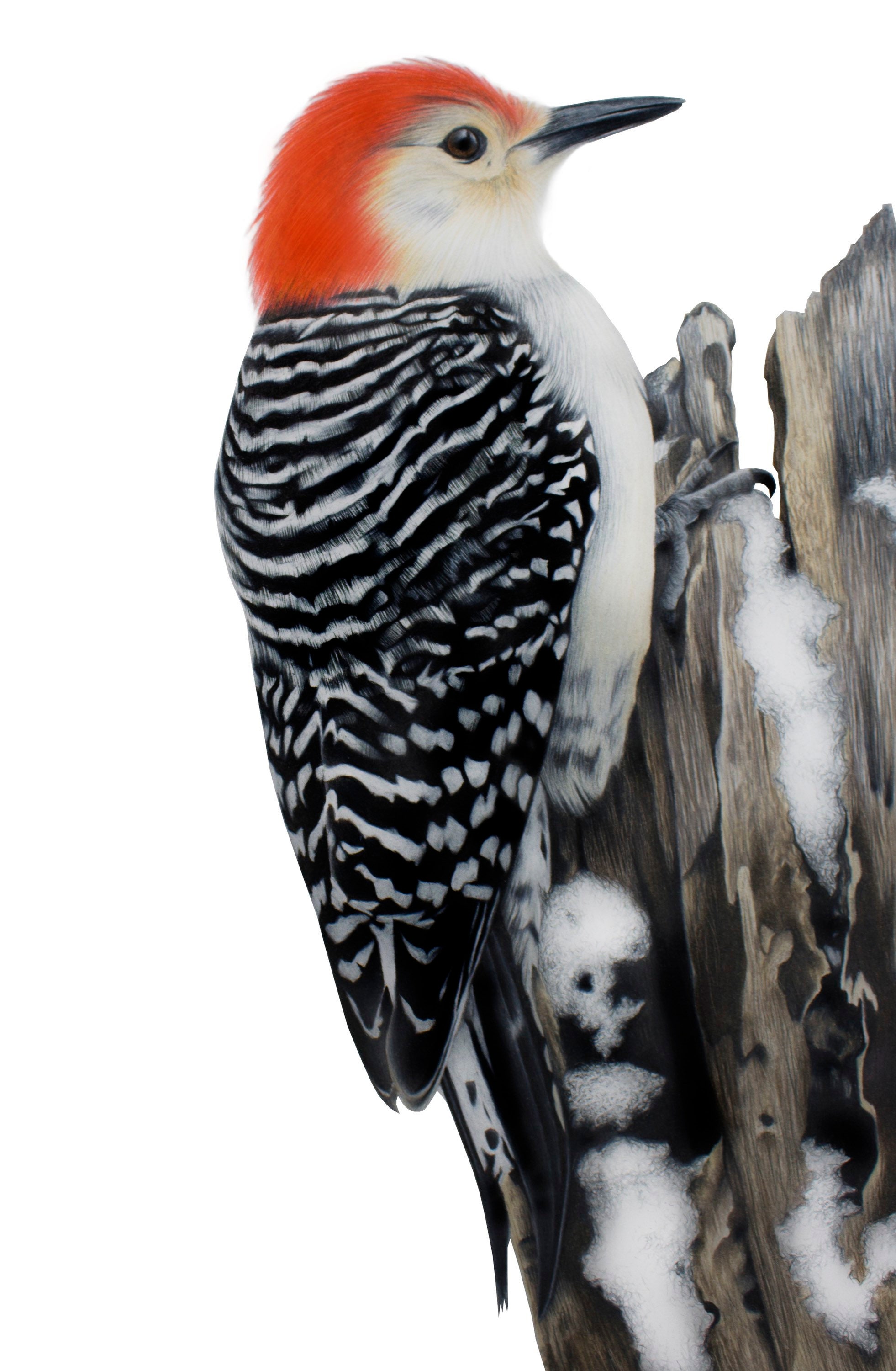 Red Bellied Woodpecker Original Colored Pencil Illustration Etsy