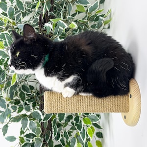 Marches pour chat, meubles muraux en bois, perchoir pour chat avec corde, tour dans un arbre unique, griffoir, marche confortable pour chaton, cadeau parfait pour chat