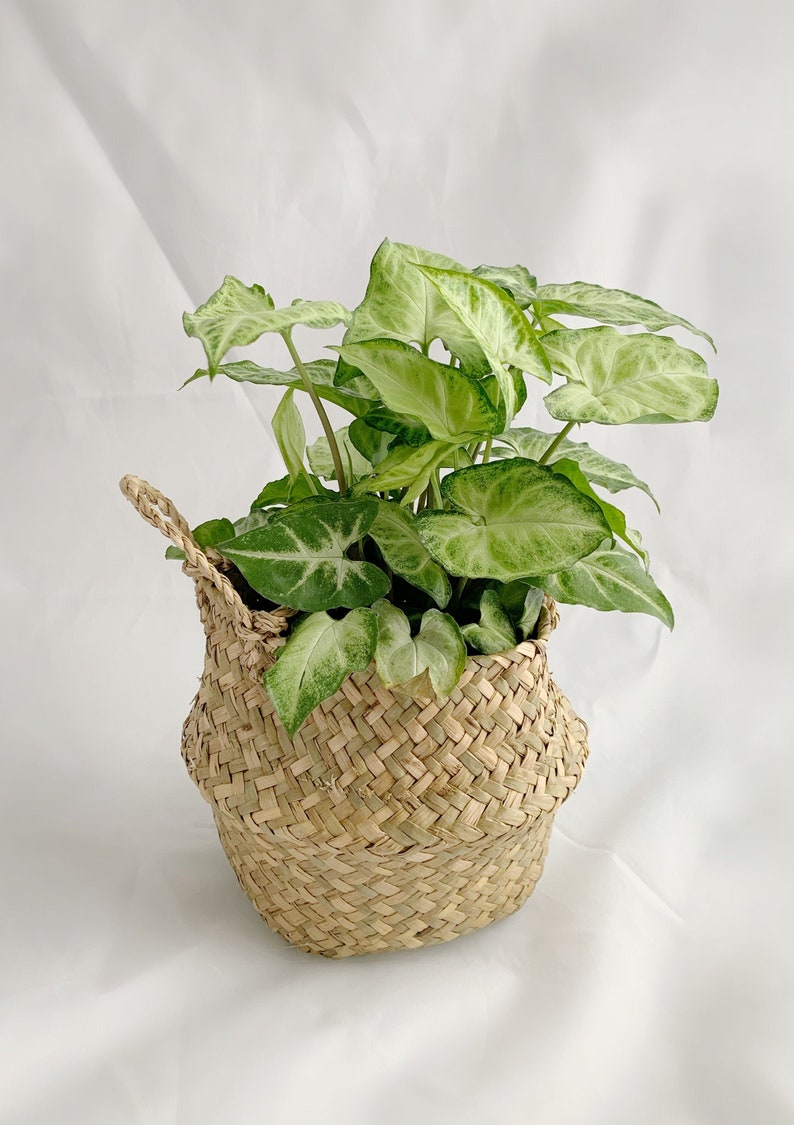 Pequeña maceta de césped ratán marino para plantas de la casa | Etsy