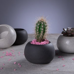 May include: Four round concrete planters, two gray and two black, with two different types of succulents. The black planter has a cactus with pink gravel, and the gray planter has a succulent with green leaves.